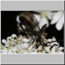 Cratichneumon sicarius - Schlupfwespe m01e 13mm - Sandgrube Niedringhaussee - auf wilder Moehre det06.jpg